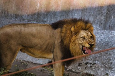 Kudretli bir aslan, dayanıklı doğal bir zemine karşı kükreyerek gücünü ve otoritesini sergiliyor. Görüntü, orman kralının saf gücünü ve özünü yakalar..