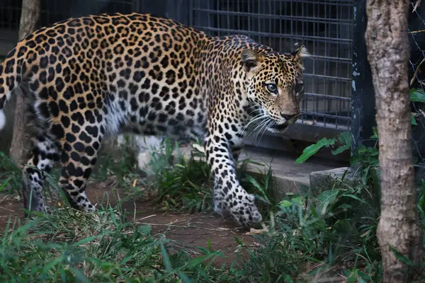 Göz kamaştırıcı bir Javan leoparı, kendine özgü benekli kürkünü ve keskin bakışlarını sergileyerek zarif bir şekilde vahşi güzellik ve zarafetin özünü somutlaştırıyor. Görkemli Javan leoparı Zarifçe yürüyor