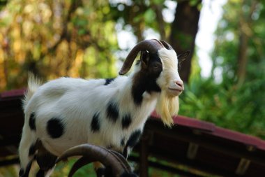 Görkemli siyah ve beyaz benekli keçi, doğa ile çevrili bir çiftlik muhafazasında zarif bir şekilde duruyor, kırsal tarım ve çiftlik hayvanları yetiştiriyor.