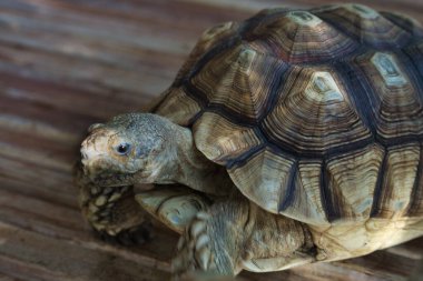 Tahta bir güvertede yürüyen sulcata kaplumbağasına yakın durarak kabuk şekillerini ve derimsi derisini sergiliyor.