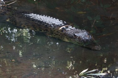 Bir timsah yemyeşil yapraklarla çevrili bir nehrin sığ sularında sessizce dinlenir. Görüntü, bu görkemli sürüngenin doğal ortamındaki dingin ama güçlü varlığını yansıtıyor.