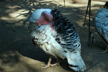 Hindi, sakin bir açık hava ortamında duruyor. Güneş ışığında dinlenirken yere gölge düşürüyor. Karmaşık tüy desenleri ve benzersiz detaylar açıkça görülüyor..