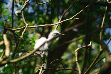 Young Cattle Egret Falls from Nest and Injures Head, Perched on Mangrove Branch clipart