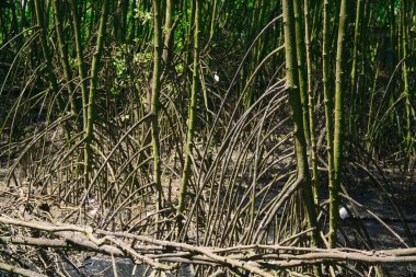 Dense mangrove trees with exposed roots thriving in a coastal wetland, showcasing a vital ecosystem supporting aquatic and terrestrial life clipart