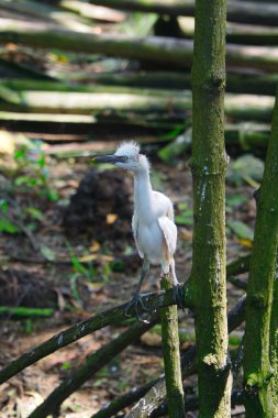 Genç Sığır Egret Şelalesi Yuva ve Yara Başı, Mangrove Kökü 'ne tünemiş