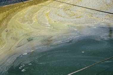 Beyaz karides veya Pasifik beyaz karidesi veya Kral karides veya Vannamei karides atığı köpüğü gölet suyunun yüzeyinde yüzüyor.