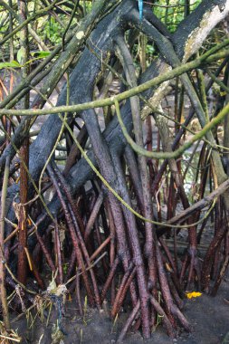 Birbirine dolanmış kökleri olan mangrov ağaçları, yoğun bir doğal orman ormanı oluşturmakta ve ekolojik önemi yansıtmakta, Güneydoğu Asya kıyı bölgelerindeki biyolojik çeşitliliği ve tropikal çevreyi temsil etmektedir.