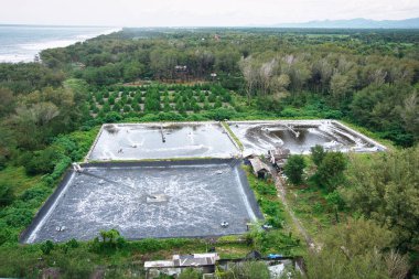 An aerial perspective showcases Whiteleg shrimp or King prawn or Vannamei Shrimp Farm Ponds surrounded by dense trees and greenery, offering insight into sustainable fish farming amid nature clipart