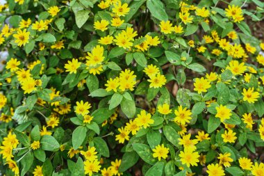 Melampodium divaricatum ya da Butter Daisy ya da Melampodium paludosum, Paskalya ailesinin küçük, güvenilir ve bakımsız yaz tatilidir.