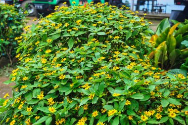 Melampodium divaricatum ya da Butter Daisy ya da Melampodium paludosum, Paskalya ailesinin küçük, güvenilir ve bakımsız yaz tatilidir.