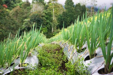 Teraslı bir çiftlikte yetişen canlı yeşil soğan bitkileri, tarımsal bolluk ve kırsal çekiciliğin sergilendiği yemyeşil doğal bir zemin ile çevrili.