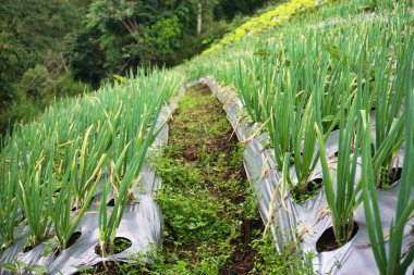 Teraslı bir çiftlikte yetişen canlı yeşil soğan bitkileri, tarımsal bolluk ve kırsal çekiciliğin sergilendiği yemyeşil doğal bir zemin ile çevrili.