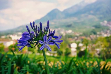 Mor Çiçekli Afrikalı Lily Agapanthus africanus 'un Idyllic Dağ Arkaplanı