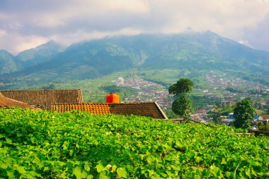 Uçsuz bucaksız bir tarlada yemyeşil bir bitki örtüsü fayanslı çatılar ve arka planda uzak tepeler, sakin bir kırsal manzarayı betimliyor.