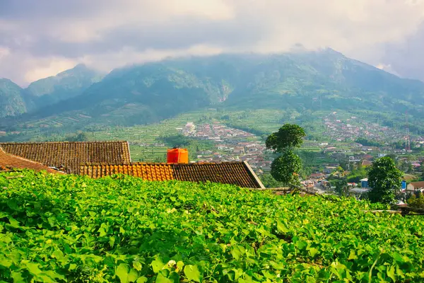 Uçsuz bucaksız bir tarlada yemyeşil bir bitki örtüsü fayanslı çatılar ve arka planda uzak tepeler, sakin bir kırsal manzarayı betimliyor.