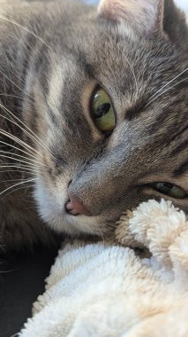 Kedi kanepede uyuyor.