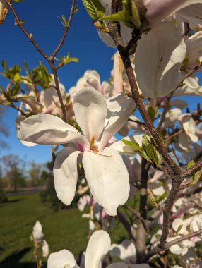 Elma ağacının güzel beyaz çiçekleri