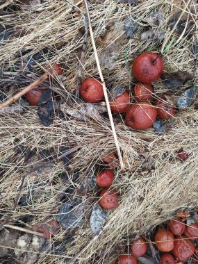 Yaklaş - yerde bir yığın olgun elma var