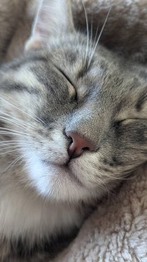 Uyuyan beyaz bir kediye yaklaş