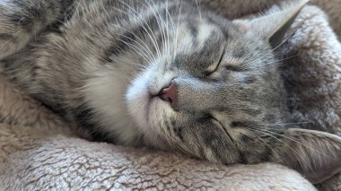 Kürklü bir kedinin portresi