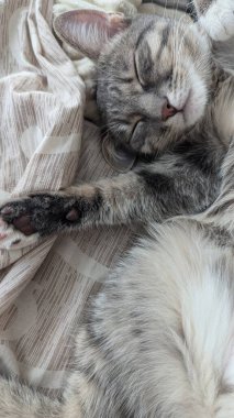 Kedi kanepede uyuyor.