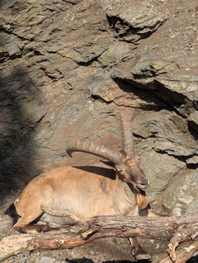 Barselona hayvanat bahçesindeki keçi, İspanya