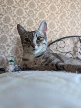 Kedi yerde yatıyor.