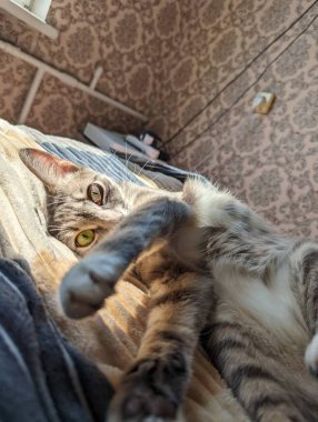 Kedi yerde yatıyor.