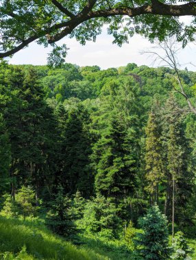 Dağlardaki yeşil orman