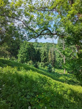 Dağlardaki yeşil orman