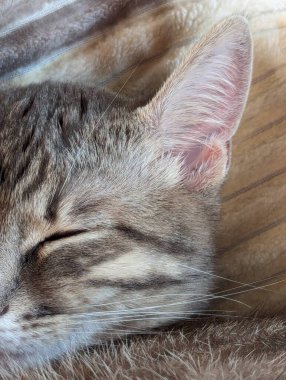 Tatlı kedi yatakta uyuyor.