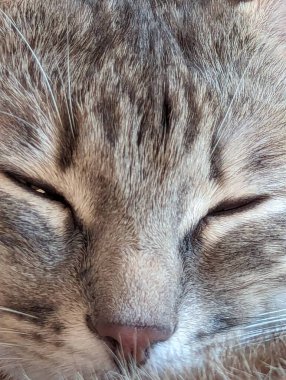 kedi yatakta yatıyor.