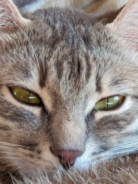 Şirin bir kedinin portresi