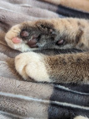 Yatakta uyuyan sevimli kedi.