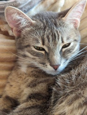 Sevimli bir kedinin portresi, hayvan.