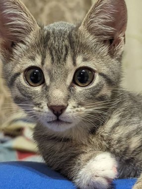 Beyaz gözlü şirin bir kedi.