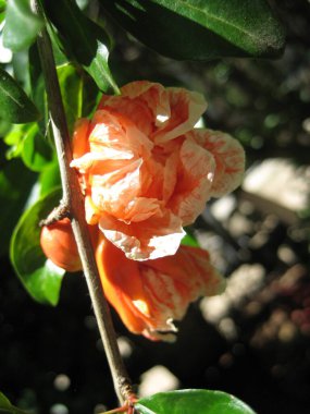 Alupka, Kırım Yarımadası, Ukrayna - 11 Temmuz 2008: dekoratif nar tomurcuklanması