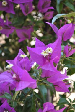 Pembe Bougainvillea Çiçekleri. Evergreen Bitkisi