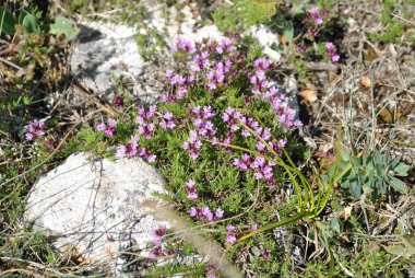 Crimea, Ukraine - July 11, 2011: Mountain flowers of Crimea clipart