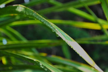 Su damlaları olan yeşil çimenlere yakın çekim. Yaz tarlasında sabah çiği. Yüksek kalite fotoğraf