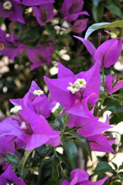 Pembe Bougainvillea Çiçekleri. Evergreen Bitkisi. Yüksek kalite fotoğraf