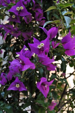 Pembe Bougainvillea Çiçekleri. Evergreen Bitkisi. Yüksek kalite fotoğraf