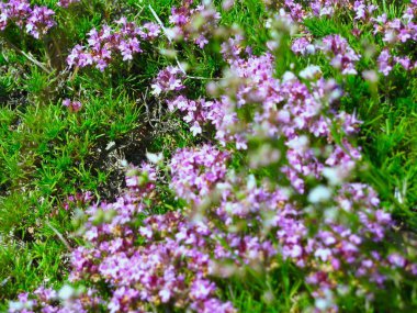 Parlak pembe dağ çiçekleri ve çimenler. Yüksek kalite fotoğraf