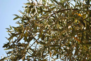 Partenit, Kırım. Aivazovsky Parkı. Zeytin ağacı dallı fotoğraf