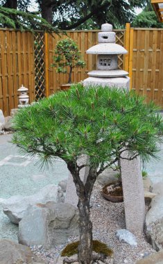 Küçük çam ağacı, Bonsai Sanatı. Yüksek kalite fotoğraf