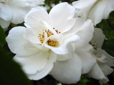 Schneeflock gülünün büyük beyaz çiçeği. Yüksek kalite fotoğraf