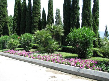  Partenit, Kırım. Aivazovskoe sanatoryumunun bölgesi. Evergreen selvi çiçekleri ve renkli çiçek yatakları