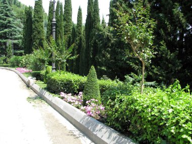  Partenit, Kırım. Aivazovskoe sanatoryumunun bölgesi. Evergreen selvi çiçekleri ve renkli çiçek yatakları