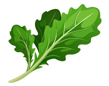 Beyaz arkaplanda Arugula vektör çizimi