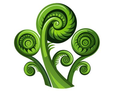 Fiddleheads vektör çizimi beyaz arkaplanda izole